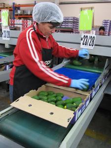 One of the first avocado trays packed at Apata Limited.